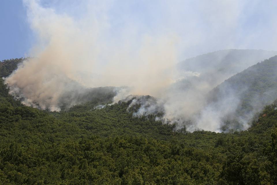 Terörle Mücadele Yöntemi: Dersim Orman Yangınları
